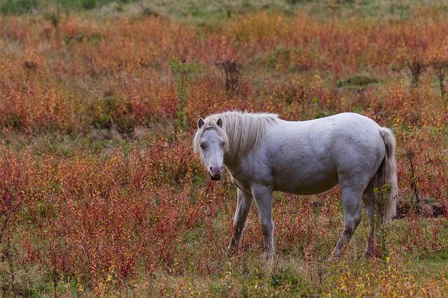 53 Veluwezoom, ijslandse pony.jpg